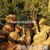 出售8公分羅漢松,8公分湖南羅漢松