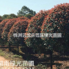 湖南精品高桿紅葉石楠,精修剪高桿紅葉石楠