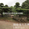 自家苗圃培養(yǎng)的一對(duì)園林景觀精品造型羅漢松出售