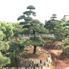 自家苗圃湖南五針?biāo)?造型五針?biāo)?精品造型五針?biāo)?/></a>
<div><a href=