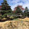 湖南株洲五針?biāo)膳l(fā),造型五針?biāo)沙鍪?精品五針?biāo)?/></a>
<div><a href=