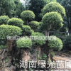 香樟,香樟樹,香樟直銷,香樟價(jià)格,香樟樁,香樟古樁