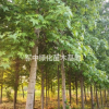 低價供應(yīng)北美楓香3一22公分楓香基地，楓香價格，楓香圖片