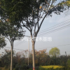 精品欒樹3一20欒樹基地/欒樹價格/欒樹產(chǎn)地/欒樹圖片