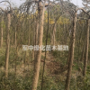 龍爪槐基地，垂槐價格3一15公分圖片/產(chǎn)地/行情