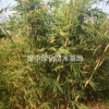 箬竹1一4米冠箬竹基地/箬竹價格/箬竹圖片/箬竹產(chǎn)地行情