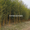 低價供應(yīng)金鑲玉竹基地/價格/圖片