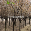 處理紅葉李5一10公分
