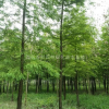 3一12公分落羽杉基地/落羽杉價格/落羽杉圖片/產地行情