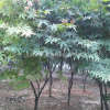 供應1一12公分紅楓基地/紅楓價格/紅楓圖片/紅楓產地/行情