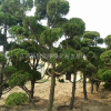基地供應各種龍柏造形樹基地/價格/產地/圖片行情1——5米高