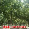 批發香樟樹苗 工程苗香樟小苗 大小苗齊全3-10公分 工程綠化