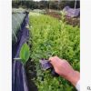 蕾絲金露花 巧克力花臺灣連翹庭院花卉四季開花香水味盆栽陽臺