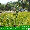 臺灣相思 樹苗批發、工程苗木、基地直銷 綠化工程樹苗