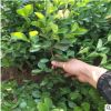 基地直銷扶芳藤樹苗 40公分扶芳藤樹苗價格 直立扶芳藤批發商家