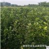 苗圃直銷北海道黃楊 精品綠籬 1-1.2米北海道黃楊樹苗 四季綠化苗