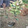 基地直銷各種規(guī)格紅葉石楠（球） 50公分高紅葉石楠價(jià)格美麗