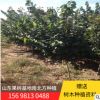 庭院綠化觀賞紫荊 銷售大量易成活紫荊 風(fēng)景綠化紫荊樹