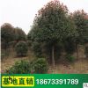 綠化喬木 紅葉石楠樹 供應紅葉石楠苗 規格齊全 風景樹
