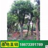 基地供應 樸樹苗 優質苗木 樸樹 易存活 量大優惠