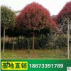 紅葉石楠樹 基地供應 園林綠化 苗圃大量批發 市政園林