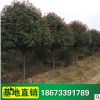 紅葉石楠樹 綠化喬木樹批發 大小規格石楠 苗圃大量批發