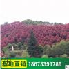 綠化苗木 玉蘭樹 供應行道樹廣玉蘭 庭院植物 環境美化 批發