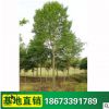 綠化苗木 樂昌含笑樹苗批發 規格齊全 深山含笑樹 質量保證