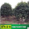 四季桂花樹 園林綠化苗木 四季常青桂花樹苗 精品桂花苗
