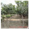 品種培育 基地直銷3-5公分櫻花樹 雙瓣櫻花樹量大價廉