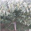 山東泰安櫻花種植基地 4-15公分櫻花批發(fā) 5公分染井吉野櫻花