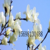 2019年白玉蘭樹價格 白玉蘭樹種植基地 哪里有白玉蘭樹批發(fā)