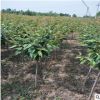 基地直銷4公分櫻花樹 晚櫻櫻花樹批發(fā)商家 泰安5公分櫻花樹價格