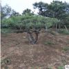 造型景松樹批發基地 泰安造型黑松樹批發 基地直銷泰山景松樹
