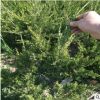 泰安小龍柏樹種植基地 50公分高龍柏樹價(jià)格 基地直銷60公分龍柏樹