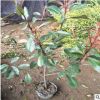 出售50公分高紅葉石楠 廠家直銷 品種培育 量大從優(yōu) 價(jià)格美麗
