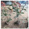 基地直銷各種規(guī)格紅葉石楠（球） 50公分高紅葉石楠價(jià)格美麗