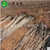 長期供應 紅燈櫻桃苗 進口巴西櫻桃苗 量大從優