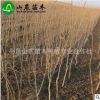 基地提供 大青皮石榴苗 石榴苗 成活率高 量大從優