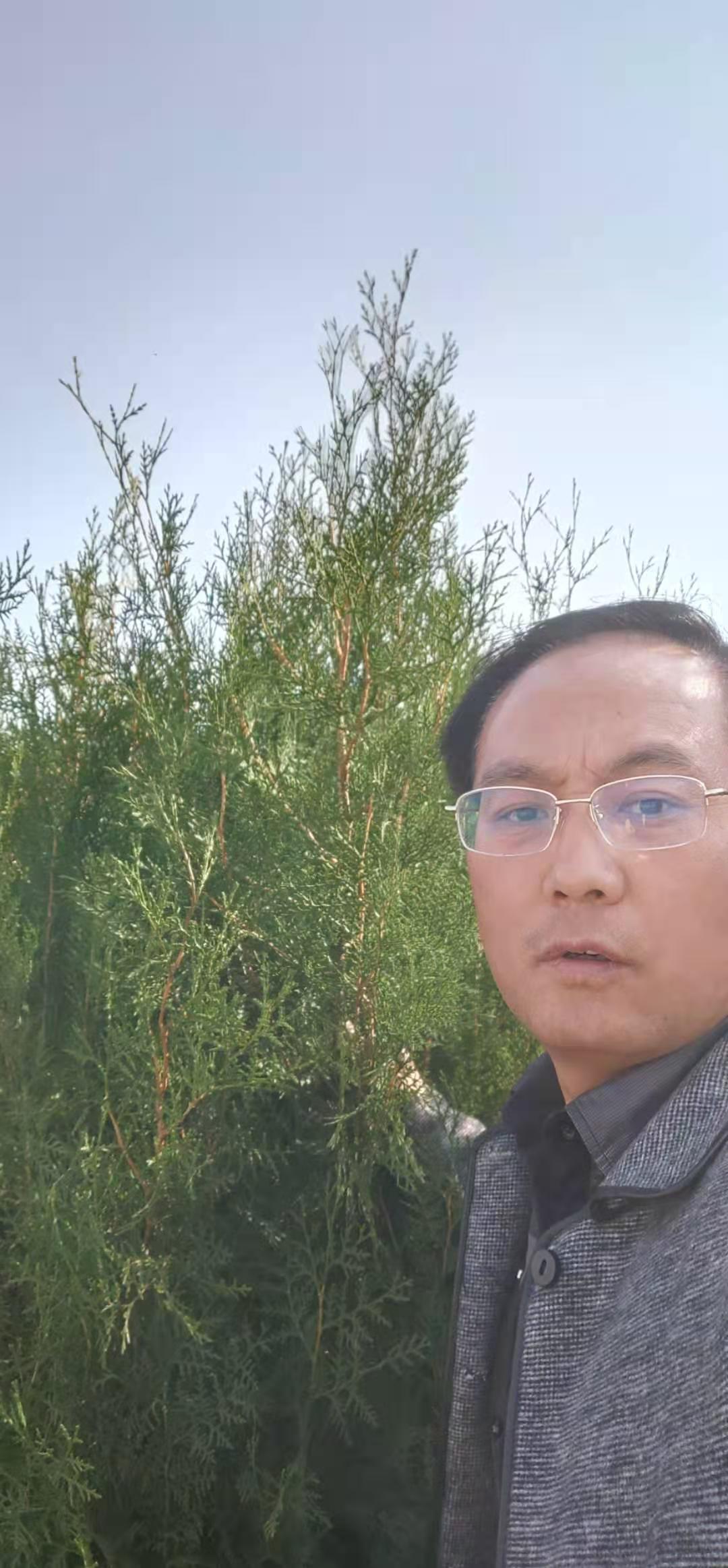 側柏