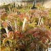 批發品種多樣綠油香椿1公分樹苗 基地出售高產綠油香椿1公分樹苗