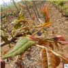 大量批發抗旱抗寒紅油香椿2公分樹苗 果樹基地紅油香椿2公分樹苗