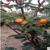 山東果樹基地適合南北方種植柿子苗 批發(fā)好的3公分柿子樹