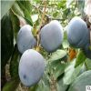 農(nóng)戶直銷根系發(fā)達(dá)4公分柿子樹 適合南北方種植4公分柿子樹