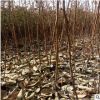 現(xiàn)挖現(xiàn)賣2公分水果柿子樹苗 大量批發(fā)好的水果柿子樹苗