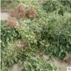清地處理0.6公分青花椒樹 果樹直銷根系發(fā)達(dá)青花椒樹
