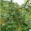 出售當(dāng)年結(jié)果葉青花椒樹苗 自家培育的規(guī)格多樣葉青花椒樹苗
