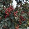 出售當(dāng)年結(jié)果泰山大紅袍花椒樹苗 果樹直銷泰山大紅袍花椒樹苗