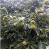 大量批發(fā)植株健壯占地大板栗樹苗 批發(fā)價(jià)格公道占地大板栗樹苗
