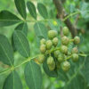 批發(fā)高產(chǎn)保收3公公花椒樹苗 現(xiàn)挖現(xiàn)賣好成活3公公花椒樹苗
